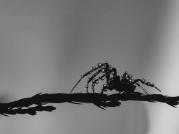 Scháling Anita - Drops